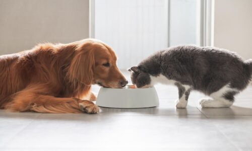 Entwicklung neuer Rezepturen in der Tierfutterforschung